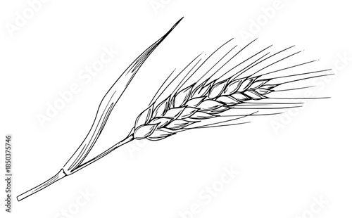 line art drawing of single wheat ear stalk