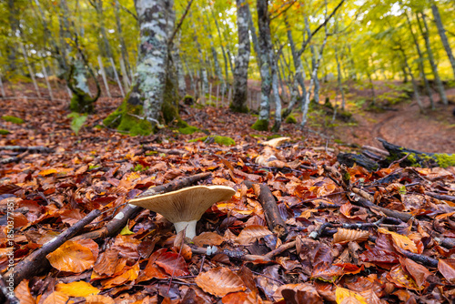 Los duendes del bosque. Las setas son sin duda las estrellas del bosque otoñal, obligándonos a mirar al suelo para encontrarlas.