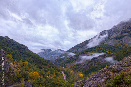 Colores en la niebla. Bosques coloridos con toques de niebla.