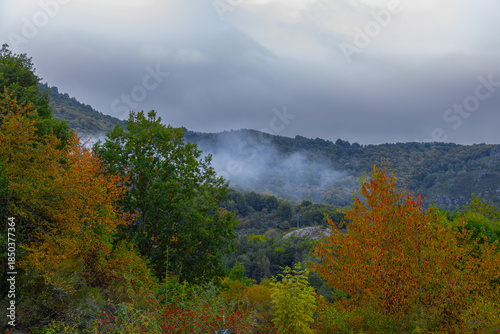 Colores en la niebla. Bosques coloridos con toques de niebla.