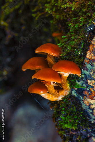 Los duendes del bosque. Las setas son sin duda las estrellas del bosque otoñal, obligándonos a mirar al suelo para encontrarlas.