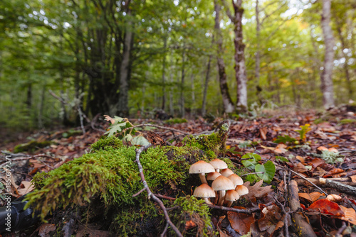 Hypholoma. Los hongos ofrecen varias posibilidades de imagen.