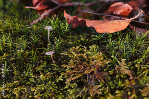 fungi. Hongos diminutos, casi transparentes y muy delicados que crecen entre el musgo en una relación simbiótica.