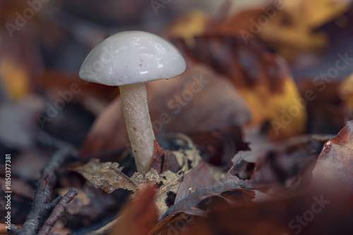 Hygrophorus. Parece plástico por la membrana mucosa que lo rodea.
