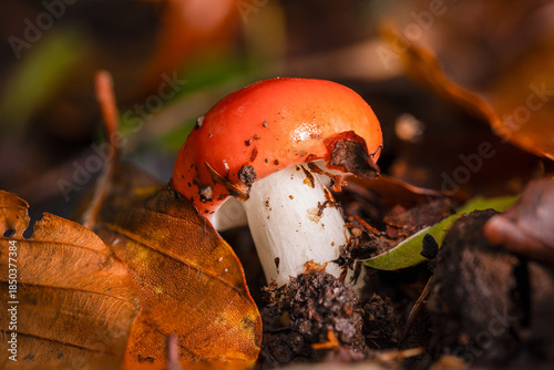Russula. Una de las especies más llamativas del bosque cuando está fresca.