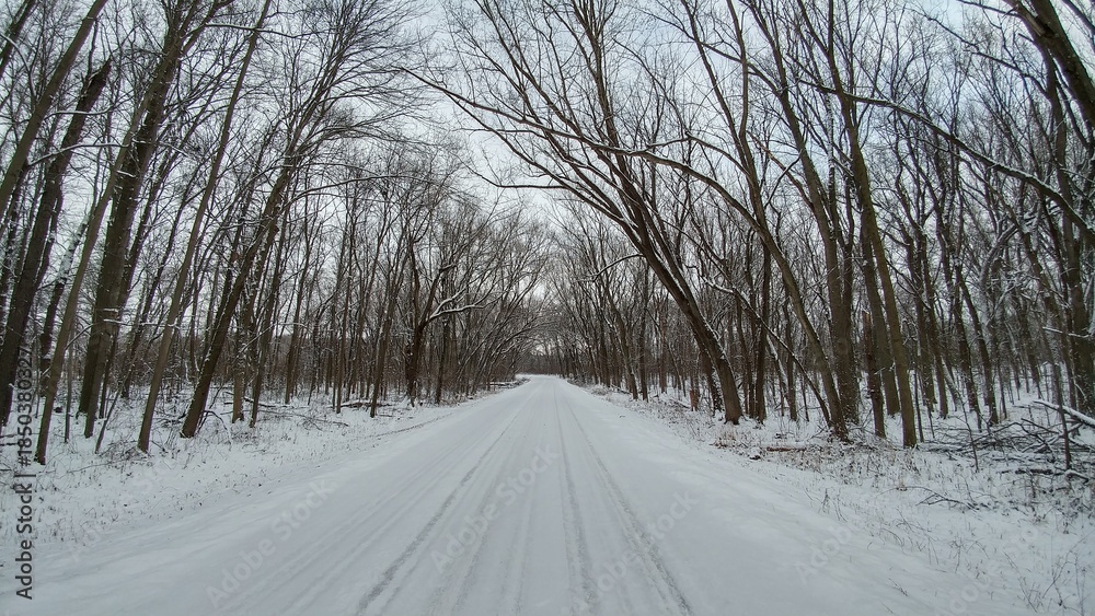 Obraz premium Snow covered tree lined road in the winter
