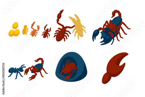 Pseudoscorpion Lifecycle Icons. Isometric vector illustration set Pseudoscorpions: pseudoscorpion lifecycle, molting process,