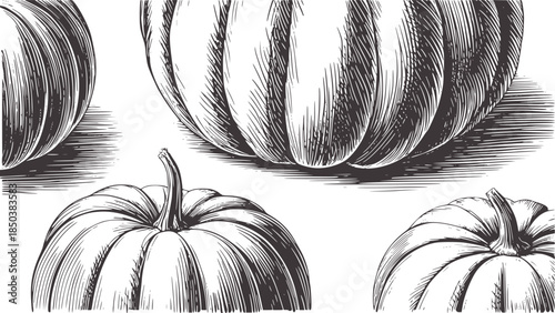 Black and white botanical line of pumpkins with detailed textures