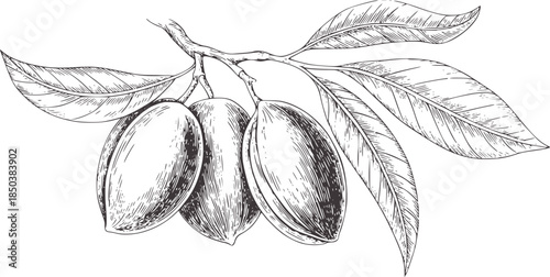 Detailed black and white botanical of almonds a branch with leaves