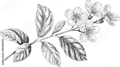 Detailed black and white botanical of flowering branch with leaves