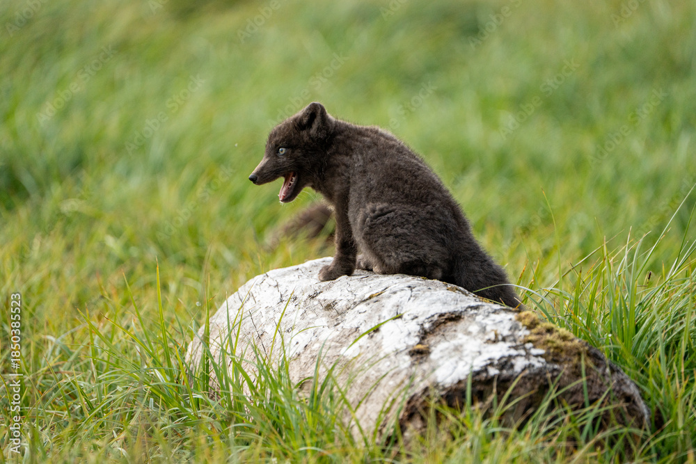 Obraz premium A young brown, grey polarfox on Iceland