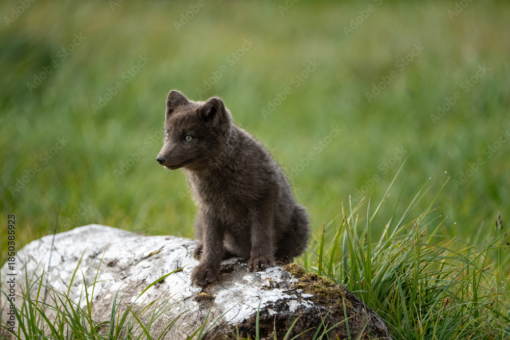 Fototapeta premium A young brown, grey polarfox on Iceland