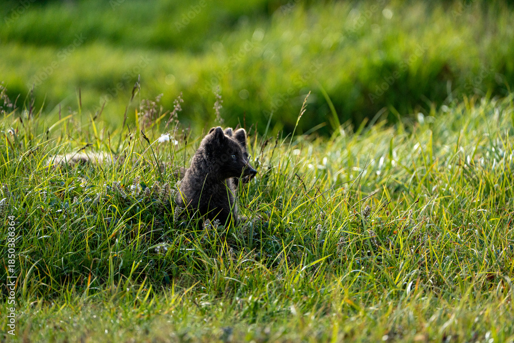 Fototapeta premium A young brown, grey polarfox on Iceland