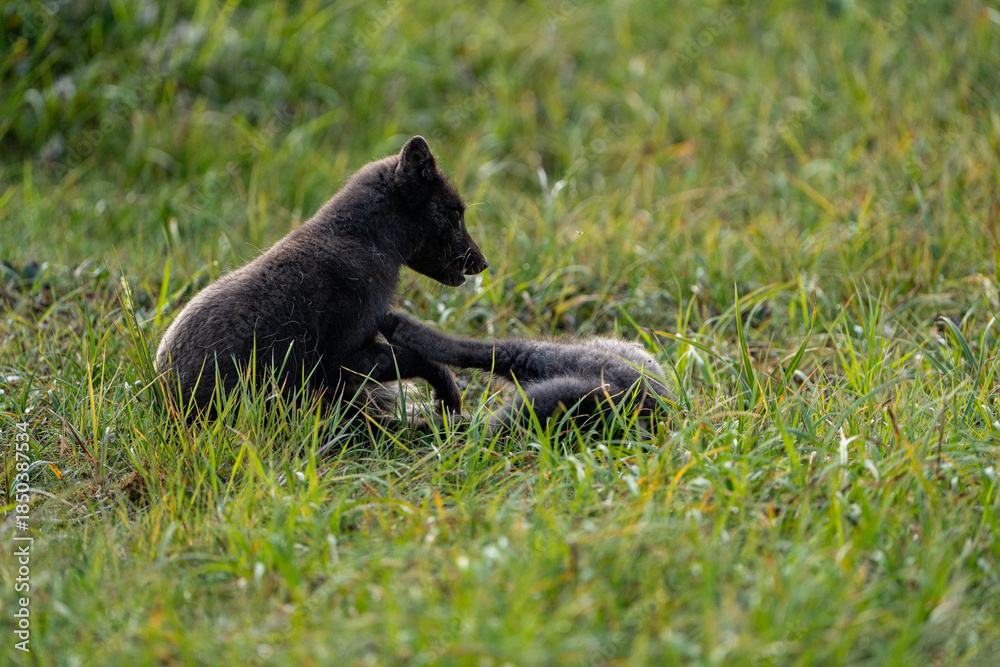 Fototapeta premium A young brown, grey polarfox on Iceland