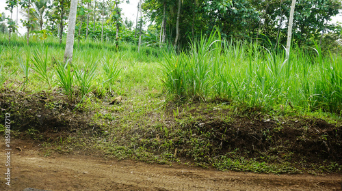 Green grassy embankment along a rural dirt road in a tropical countryside