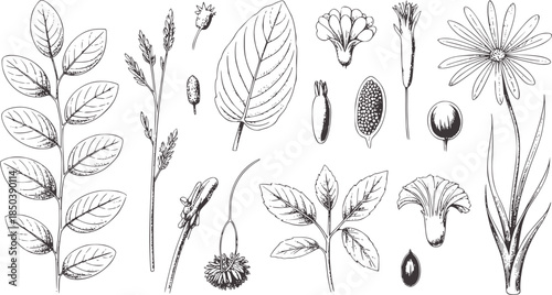 Black and white botanical line set with diverse leaves flowers seeds