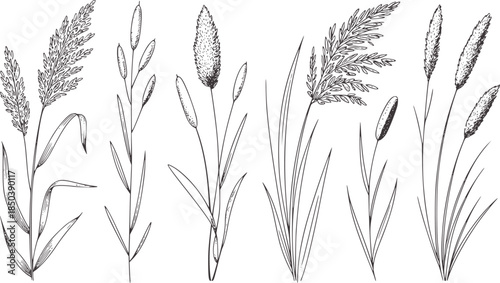 Black and white botanical of various grasses with seeds