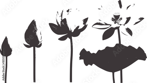Black and white line stages of lotus flower growth