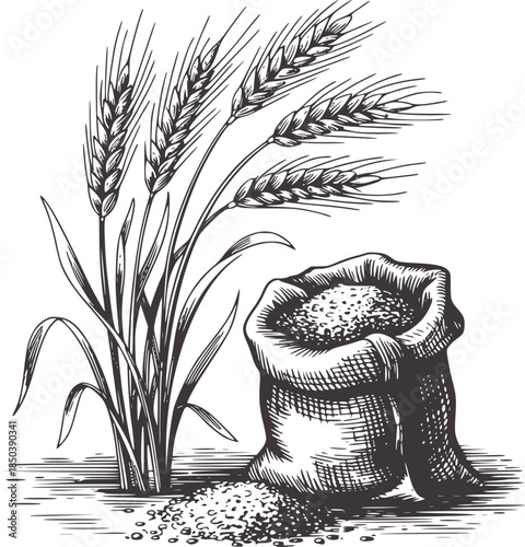 Black and white vintage of wheat stalks and grain sack