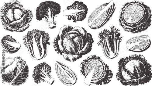 Detailed black and white botanical of various cabbages and leafy greens