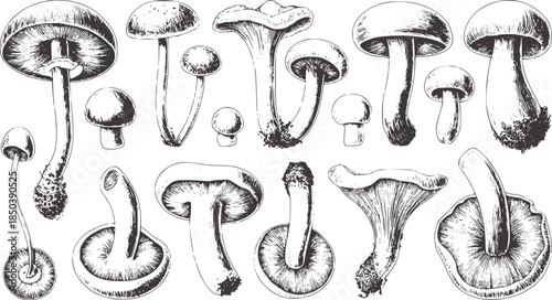Detailed black and white botanical of various mushrooms