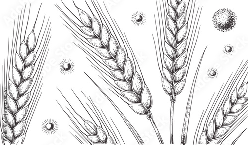 Detailed black and white botanical of wheat spikes and pollen