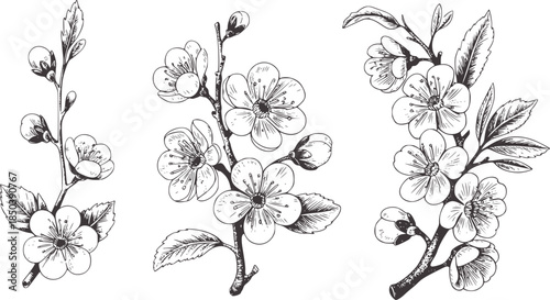 Hand drawn black and white plum blossom flower branches