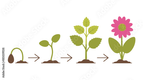Growing flower stages in simple flat design with green leaves and pink bloom in vibrant colorful illustration for educational content