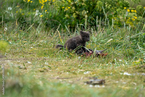 A young brown, grey polarfox on Iceland