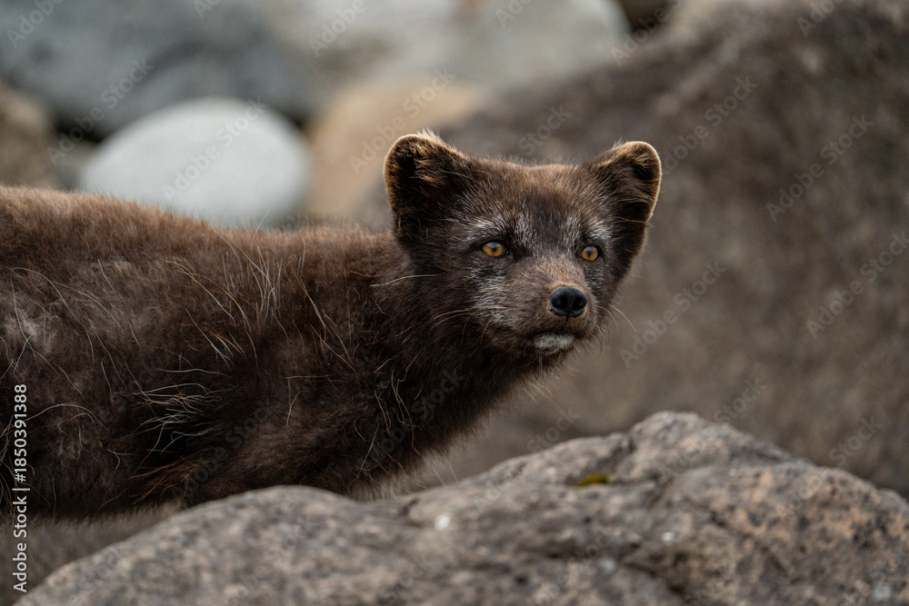 Obraz premium A young brown, grey polarfox on Iceland