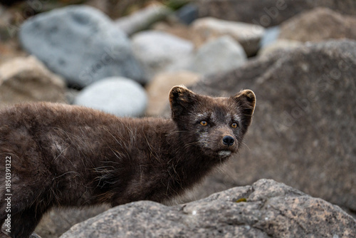 A young brown, grey polarfox on Iceland