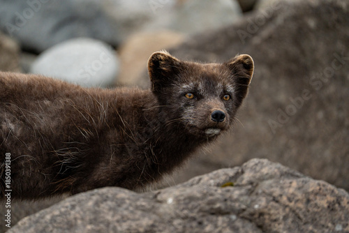 A young brown, grey polarfox on Iceland