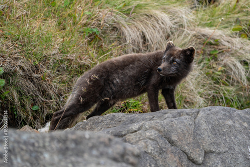A young brown, grey polarfox on Iceland