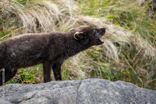 A young brown, grey polarfox on Iceland