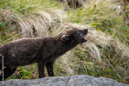 A young brown, grey polarfox on Iceland