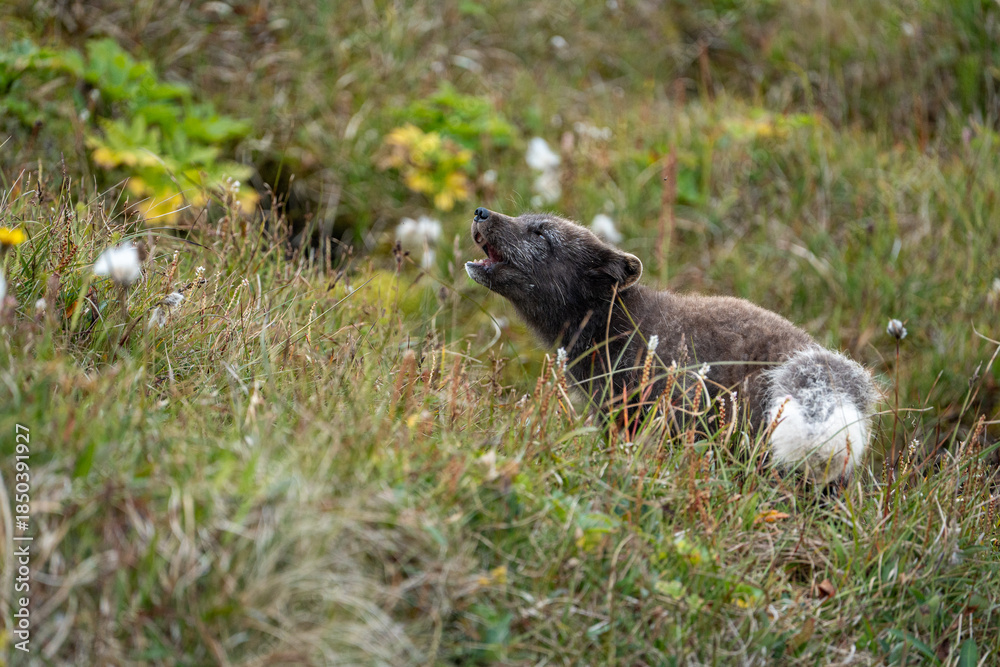 Fototapeta premium A young brown, grey polarfox on Iceland