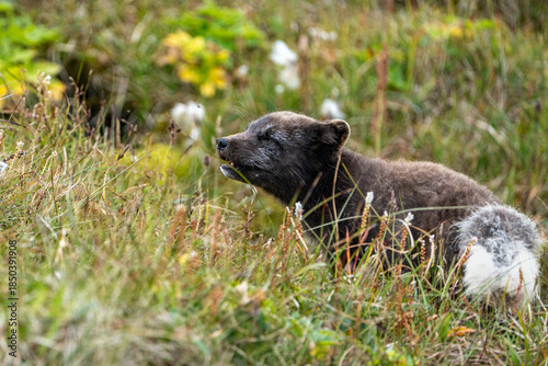 A young brown, grey polarfox on Iceland