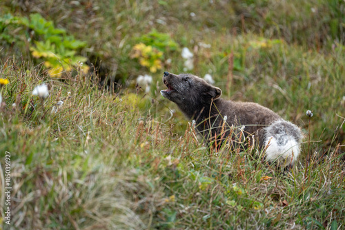 A young brown, grey polarfox on Iceland