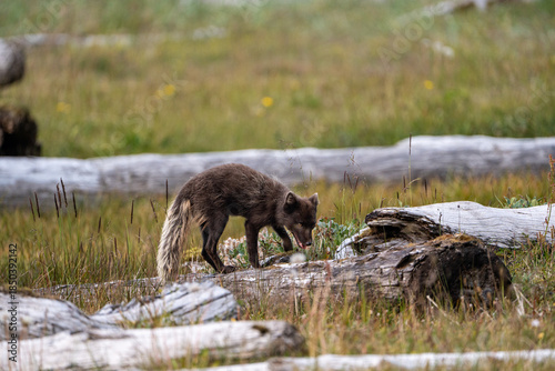 A young brown, grey polarfox on Iceland