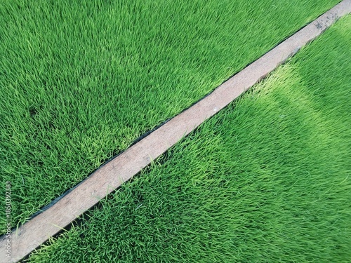 Rice Nursery in The Yard