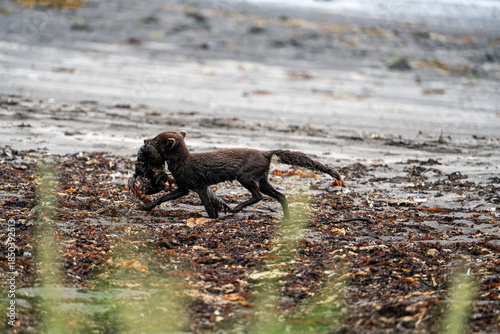 A young brown, grey polarfox on Iceland