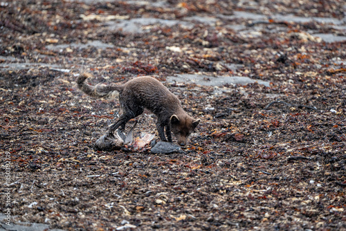 A young brown, grey polarfox on Iceland