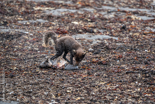 A young brown, grey polarfox on Iceland