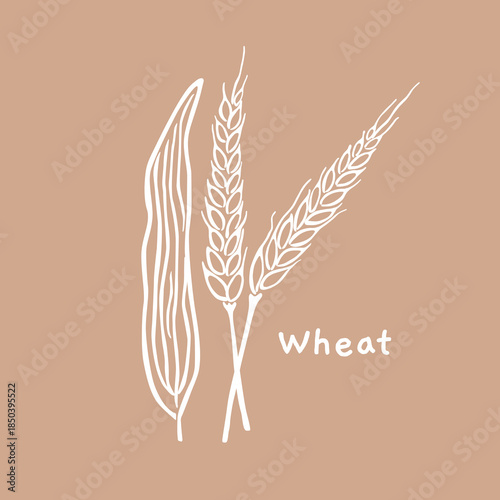 Wheat hand drawn vector illustration, for natural product packaging	