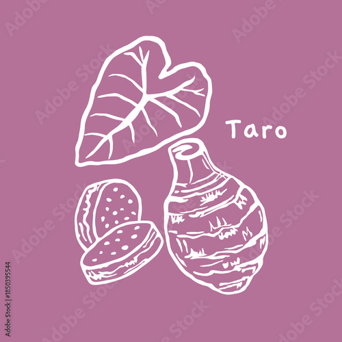 Taro hand drawn vector illustration, for natural product packaging	