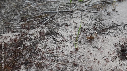Macro shot of forest ants scurrying on sandy ground. This video is suitable for nature, wildlife, or ecological projects.