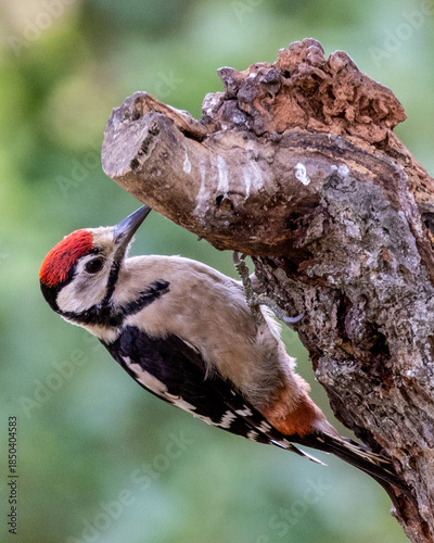 Greater spotted woodpecker looking for bugs and insects on a tree.