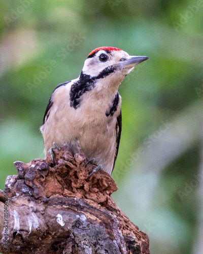 Greater spotted woodpecker looking for bugs and insects on a tree.