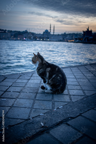 Photography cat in the istanbul
