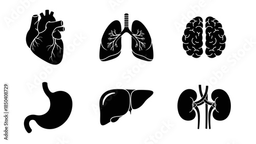 Collection of Stylized Human Organs: Heart, Lungs, Brain, Stomach, Liver, and Kidneys.